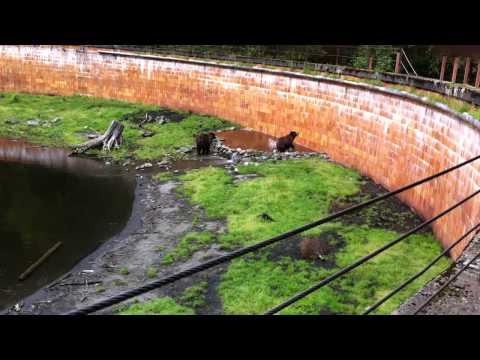 2011 07 31 Alaska 27  BearsIMG 1950