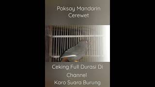 Download lagu Pancingan Ampuh Buat Poksay Mandarin, Suara Burung Poksay Mandarin Paling Cerewet,Shorts mp3