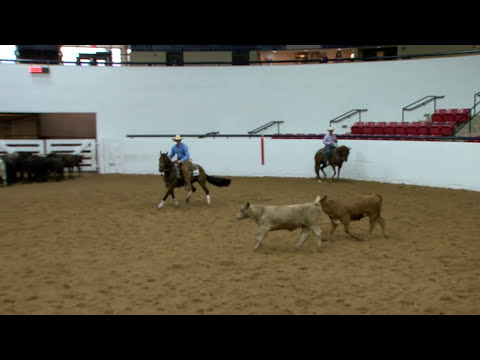 Roosters Pistolena -  Herd