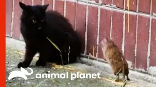 The Ultimate Unexpected Rat vs. Cat Face-off! | Weird, True &amp; Freaky