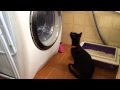 Cat Meets A Washing Machine For The First Time