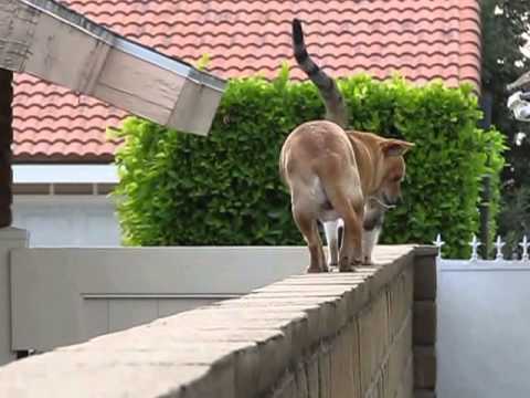 Dog Training: Balancing