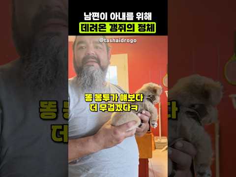 아내를 위해 갱쥐를 데려온 남편