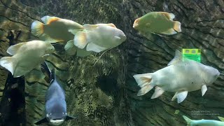 Beautiful fishes in the largest aquarium in Phu Quoc island, Vietnam