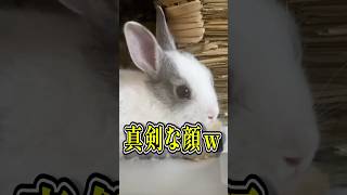 突然鳴り響くメロディに警戒度MAXな子うさぎの反応がこちら🐰 #shorts