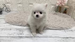 ハーフ犬の動画01