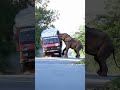 Elephant Attacks Red Tata Truck Loaded With Rice Bags In Dramatic Standoff On Rural Road