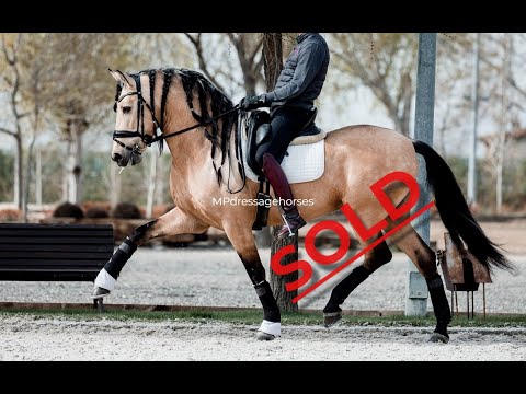 *SOLD* Buckskin Andalusian PRE Stallion 2016 - 1,60 m | #MP335