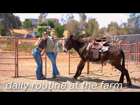 Spending a day on the farm 5AM-6:00PM | restocking hay, cleaning stalls, riding