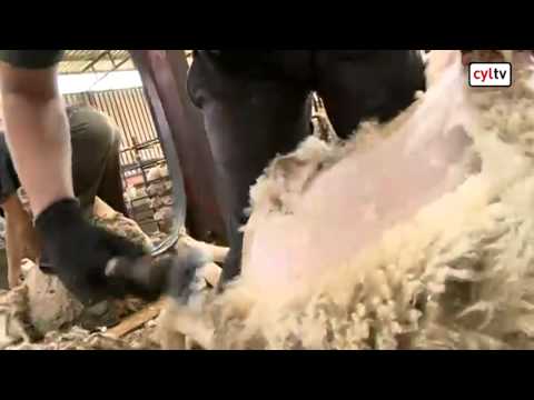 Días de esquiladores