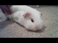 Tribute To Snowy The Guinea Pig