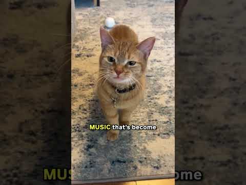 RIP I Go Meow Cat, Cala. 🐱🪦