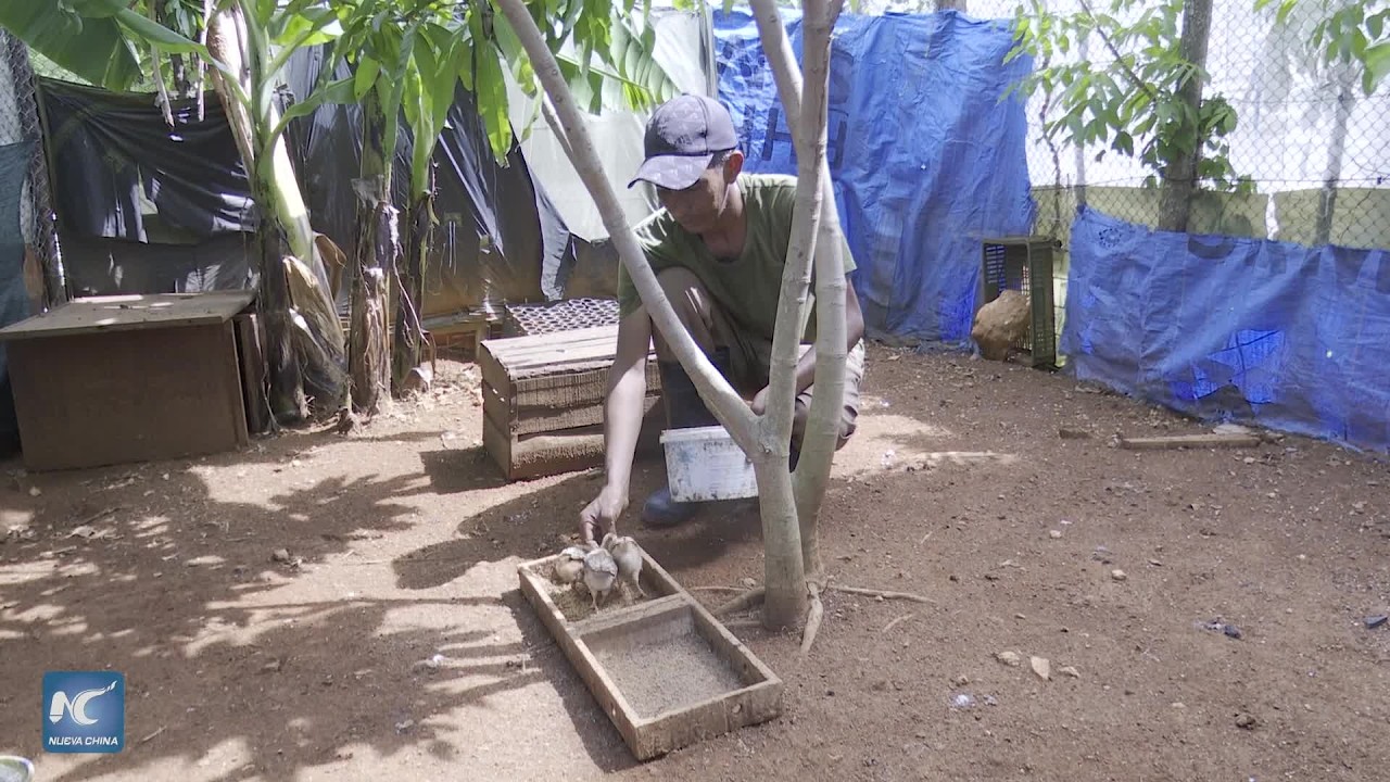 Cubanos convierten patios en huertos ante crisis alimentaria