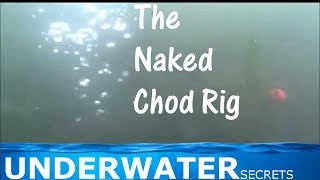 Carp fishing naked Chod rig Underwater