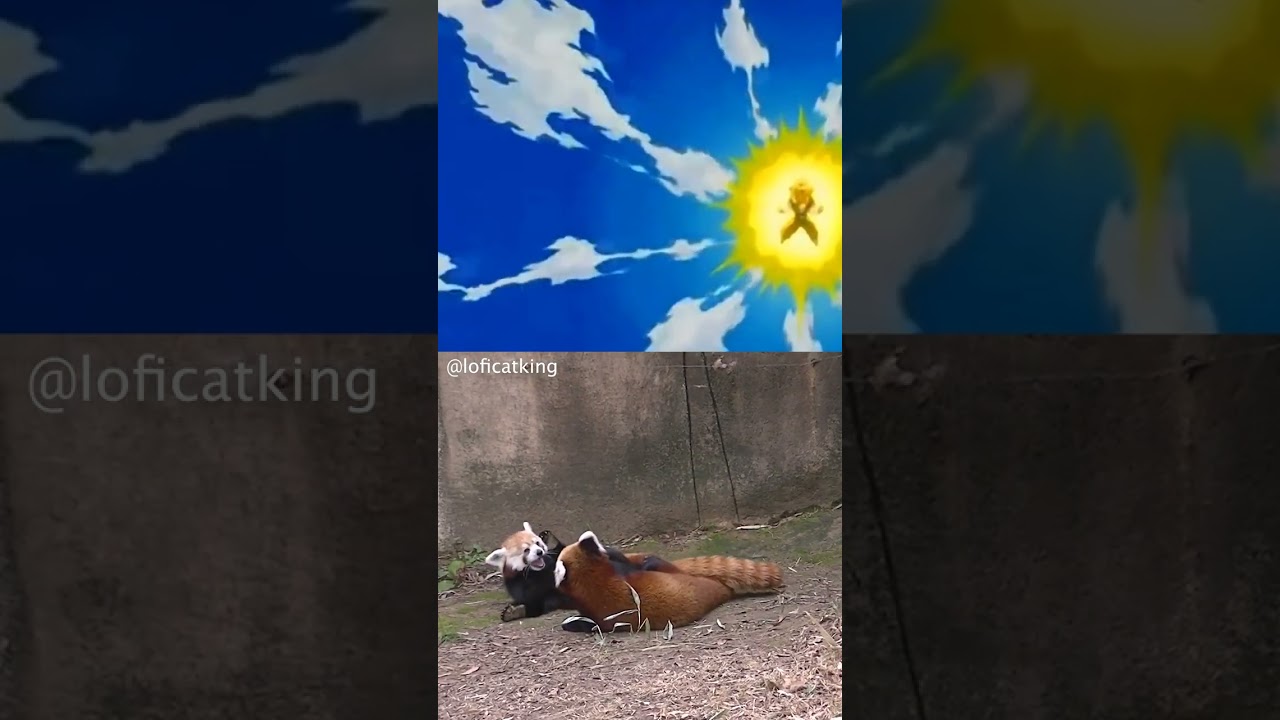 🐼 The cutest animal fight | Red Pandas X Super Saiyan