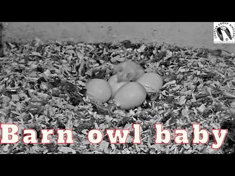Owl baby Alone: The female barn owl takes a break to stretch from her day-old nestling and 4 eggs.