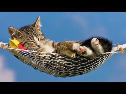 David Teie - Relax music for cats