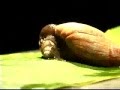 Wolf Snail Eats Hawaiian Snail