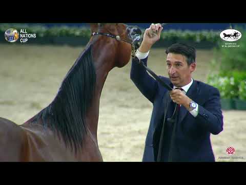 N 42 D TABARAK   AACHEN 2022   38° All Nations Cup   Yearling Colts Class 2B