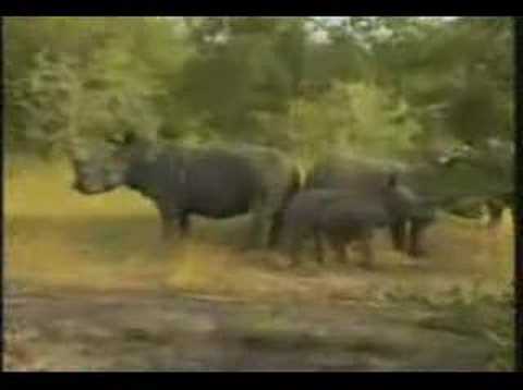 Rhino Family at Djuma