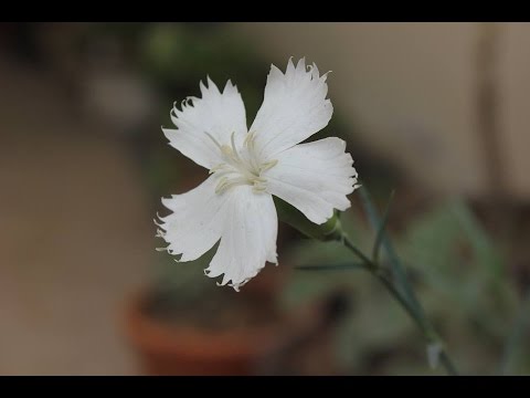 How to Care For Dianthus :Propagation and Maintenance of this Flowering Plant Video
