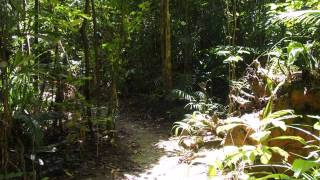 2015-10-13 Walk in Djiru National Park