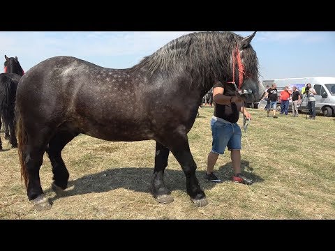 Targ expozitional de cai Izvin, Timis 22 August 2019 Nou!!!