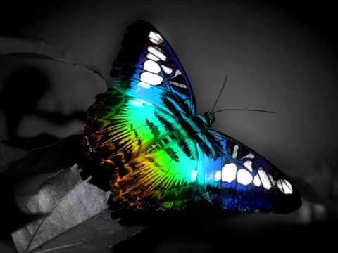Khyberfunk - Butterfly Effect