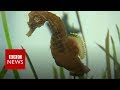 Seahorses Found Living In River Thames In London BBC News