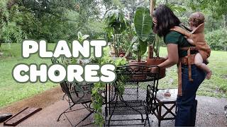 PLANT CHORES | pruning, propagating, and letting nature water my plants