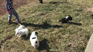 Video preview image #2 Portuguese Water Dog Puppy For Sale in BALDWIN, KS, USA