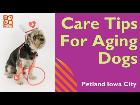 Caring For An Aging Dog