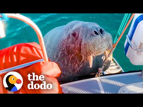 Wild Walrus Takes A Summer Vacation Across Europe | The Dodo Comeback Kids