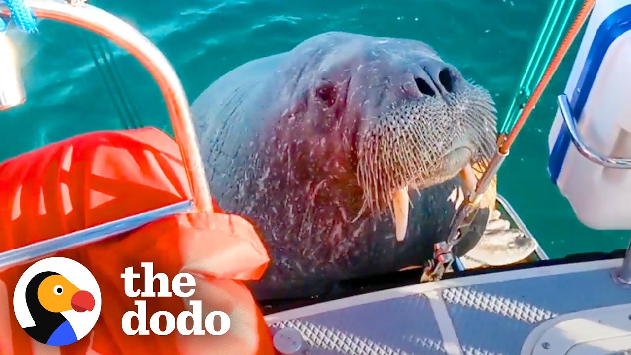 Wild Walrus Takes A Summer Vacation Across Europe | The Dodo Comeback Kids