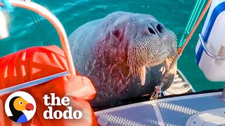 Wild Walrus Takes A Summer Vacation Across Europe | The Dodo Comeback Kids