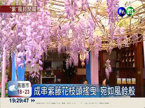 紫藤花嬌羞登場 日本藝人來代言