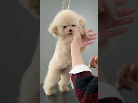 園芸 適切なトリマーの選択