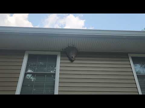 Hornets Hanging from the Home in Bridgewater, NJ