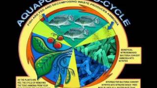 Fish2Food Video.mp4