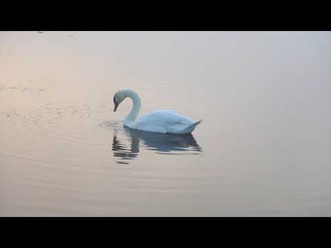 Federseesteg Bad Buchau