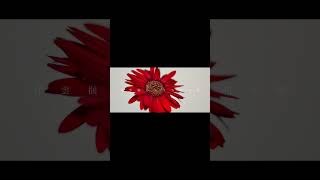 【#盗作】【#ヨルシカ】【#shorts】【#永久機関】  #盗作 #ヨルシカ  プロフよりYouTube fullへ飛べます！ #初音ミク #anime  #hatsunemiku