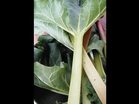 Gartentipp Rhabarberernte – ÖGG-Garten- und Pflanzentutorial