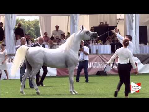 N.87 MOUNTASSAR AL ZOBAIR - Chantilly 2015 AWC - Stallions 7 years old and above (Class 10)