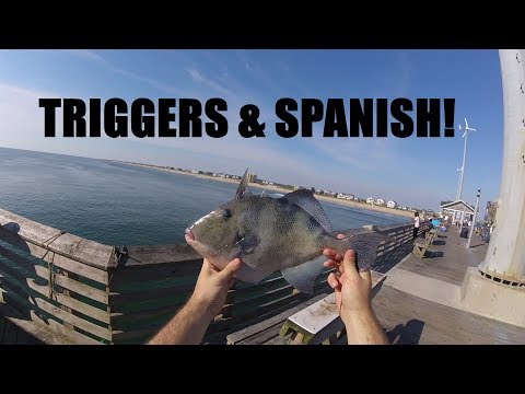 TRIGGER FISH & SPANISH MACKEREL from the pier