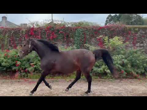 3yo Mare Goodluck VDL x Puissance - Image 2