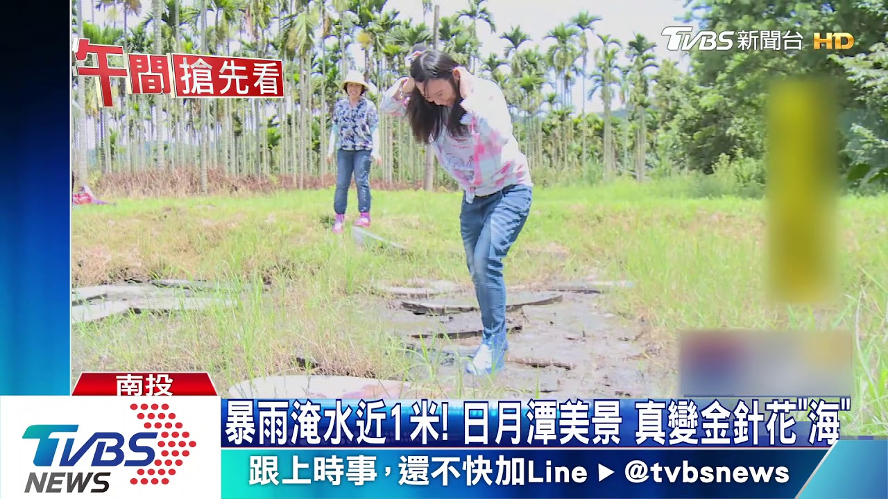 暴雨淹水近1米！日月潭美景　真變金針花「海」