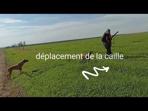 chasse à la caille#bildircin avi# saison 2021-2022