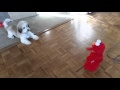 Zeus Meets Tickle Me Elmo