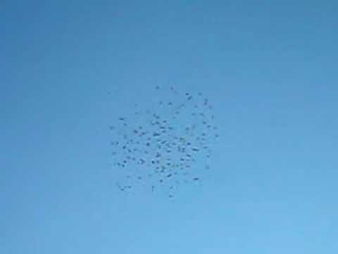 my 200 tippler flying