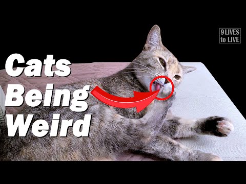 Should You Ignore Strange Cat Behavior?
